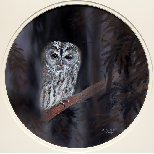 Tawny Owl