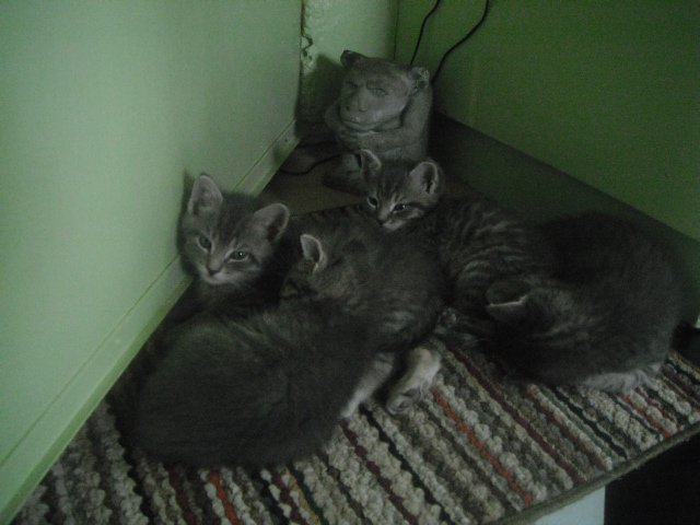 The kittens when they were still real young! I couldn't say who's who here, they all look the same!