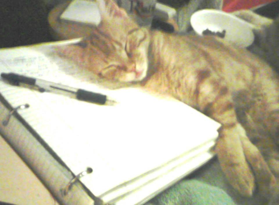 Tigger Cramming For Exam