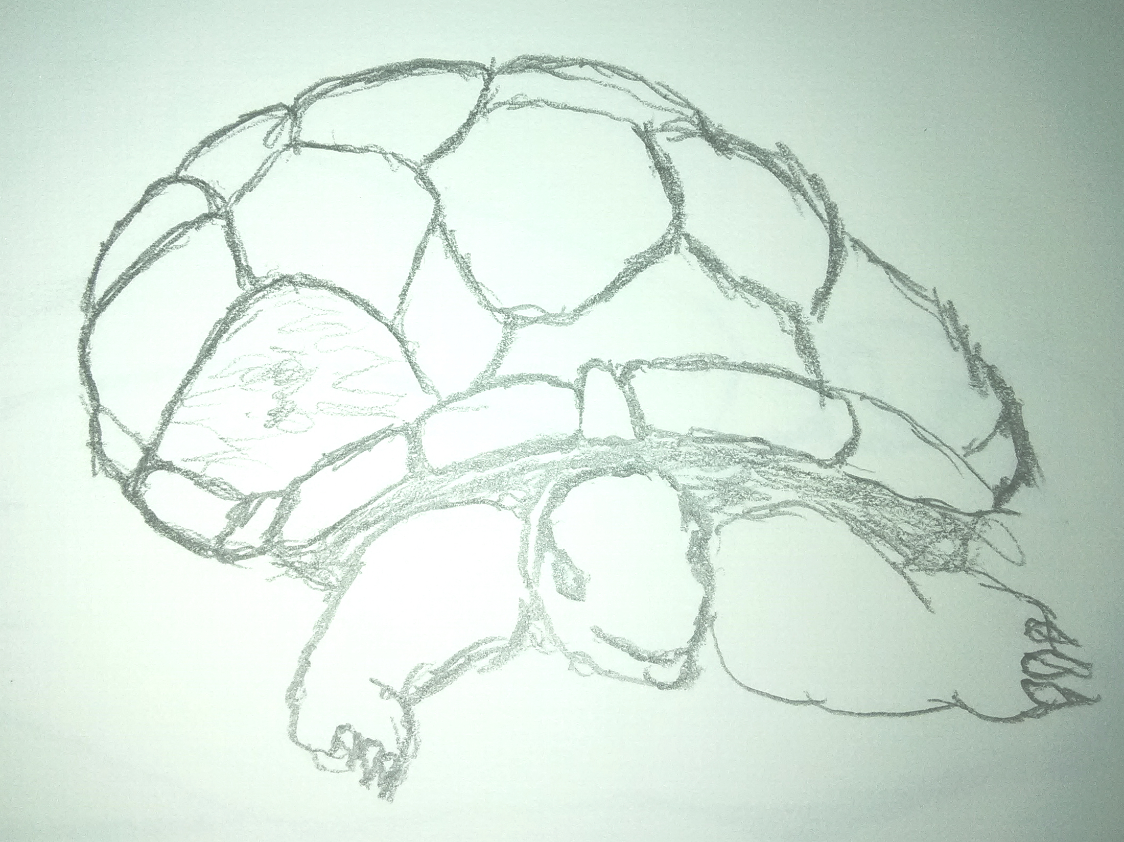 Tortoise