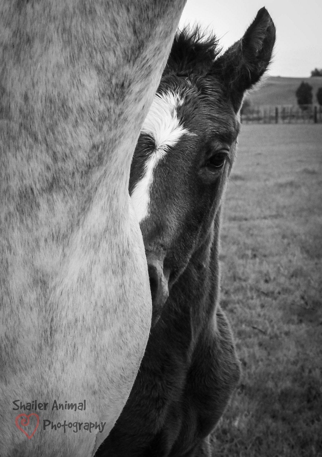 Two week old foal