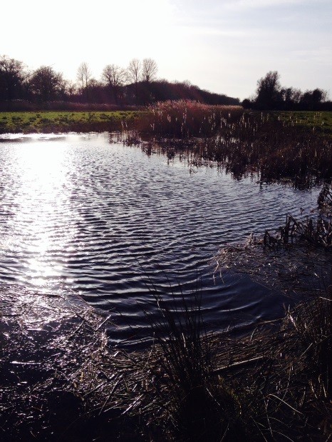 Water and Reed