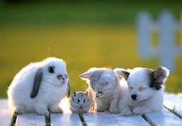 white baby animals