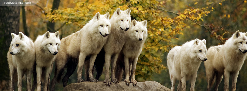 Wolf Pack.