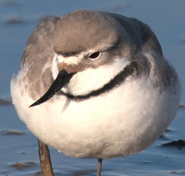 Wrybill