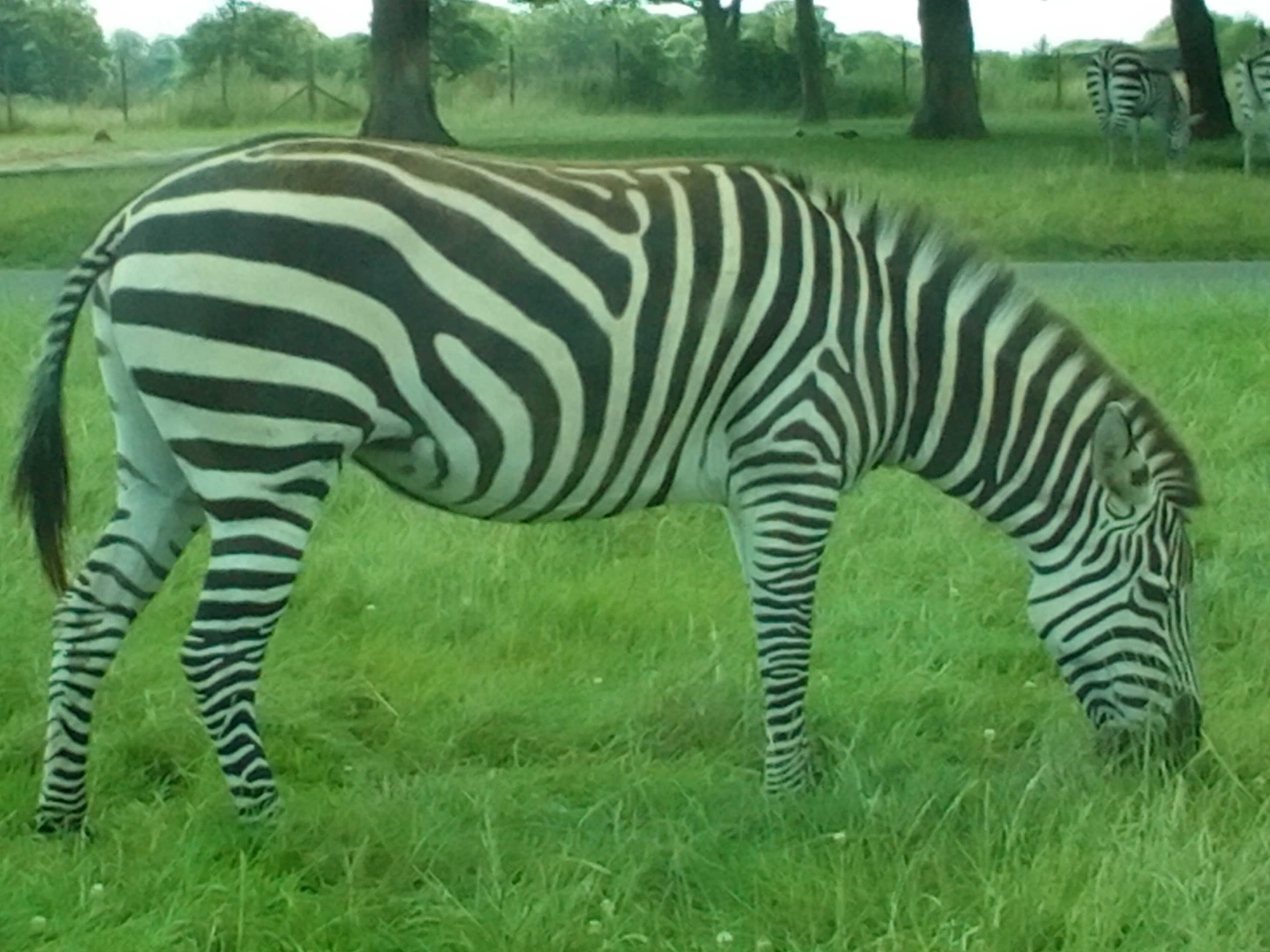 zebra