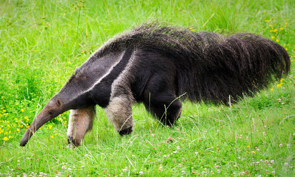 img_anteater_mw_large.jpg