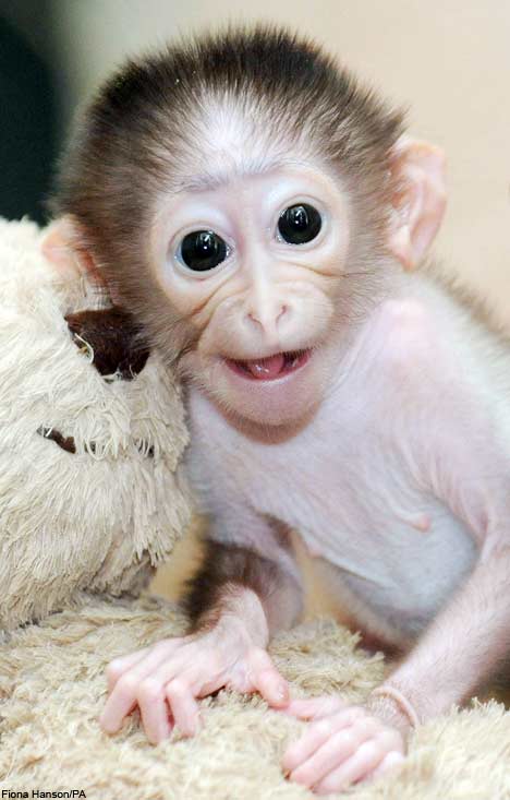 Baby-monkey-Picture.jpg