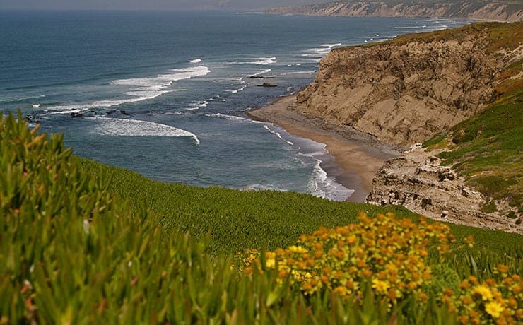 jalama-beach-ca-flowers-740x460.jpg