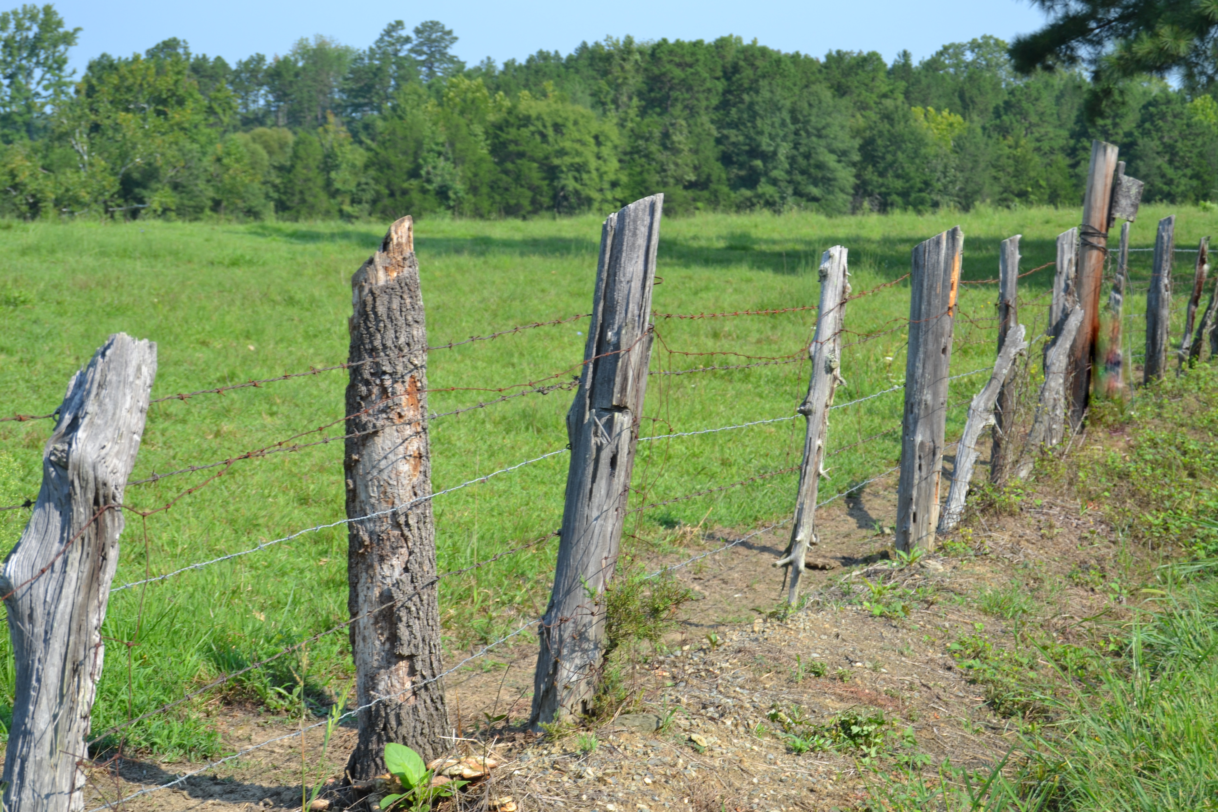 tree-fence1.jpg