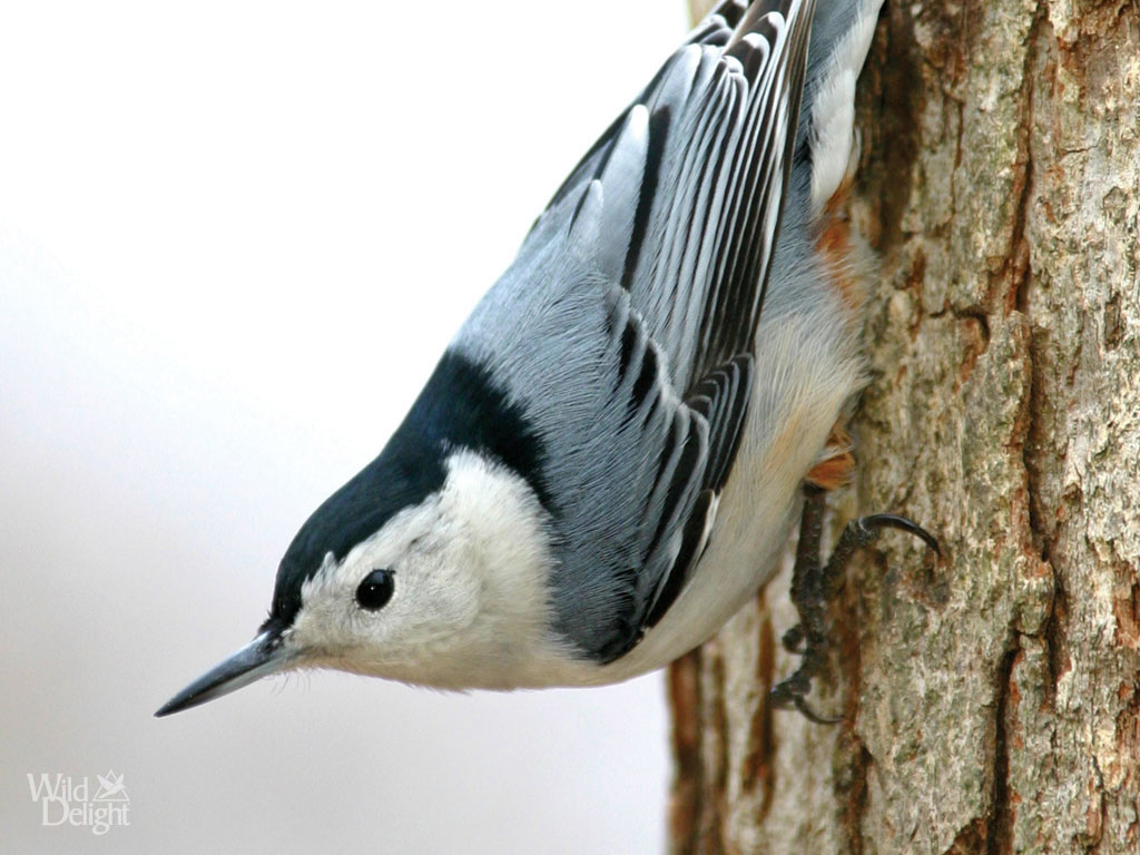 WhiteBreastedNuthatch02.jpg