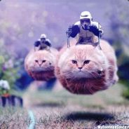 Steam Curator: Hover Cat Nation