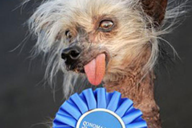 dogcontest.jpg