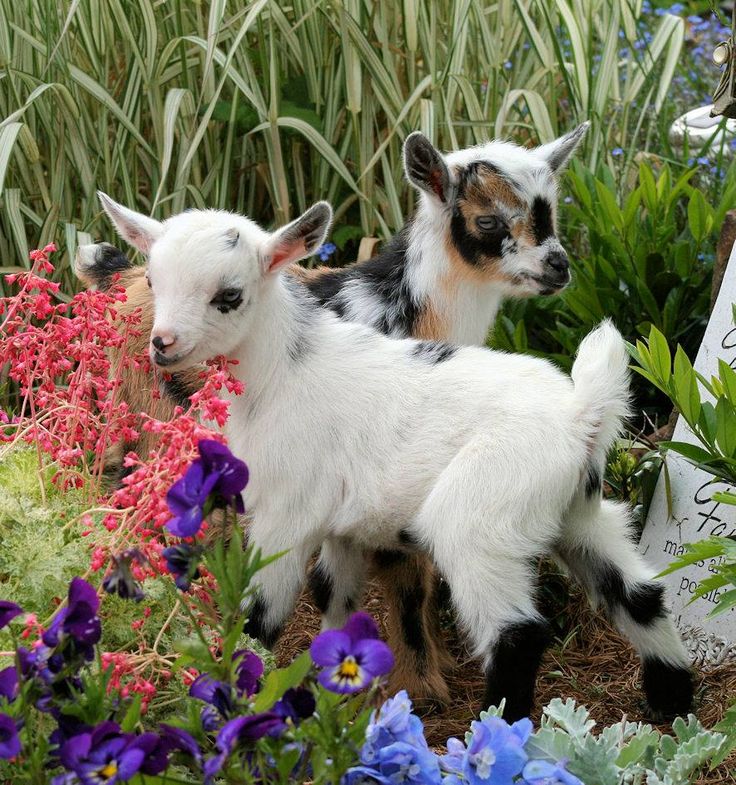 90795c3413ec857a4a1da4c9c27db293--mini-goats-cute-goats.jpg