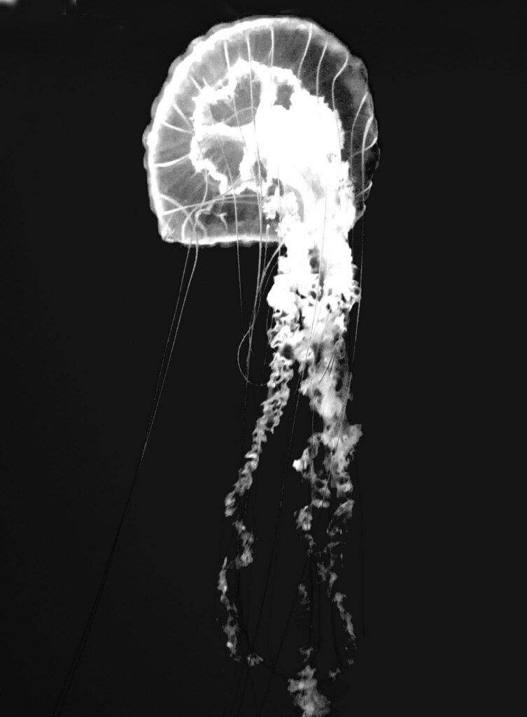 Infrared Jellyfish | Stephanie Simpson | Flickr