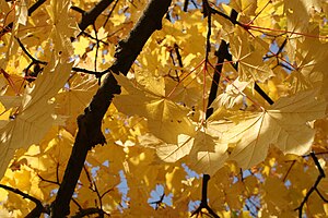 300px-Autumn_leaves_in_October_%28Europe%29.JPG
