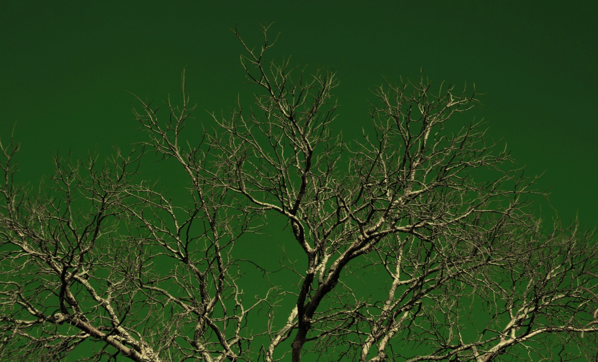 wierd-green-sky-and-dead-tree.jpg