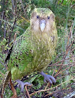 250px-Sirocco_full_length_portrait.jpg