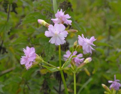 Soapwort-2.jpg