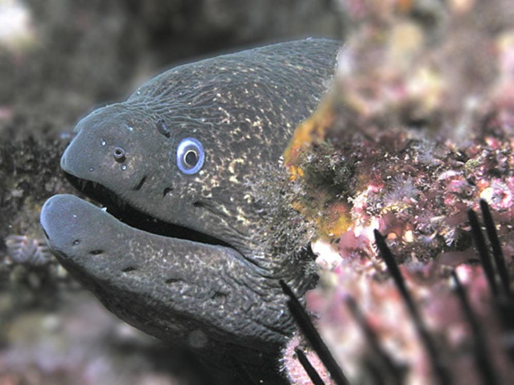 Giant-Moray-eel.jpg