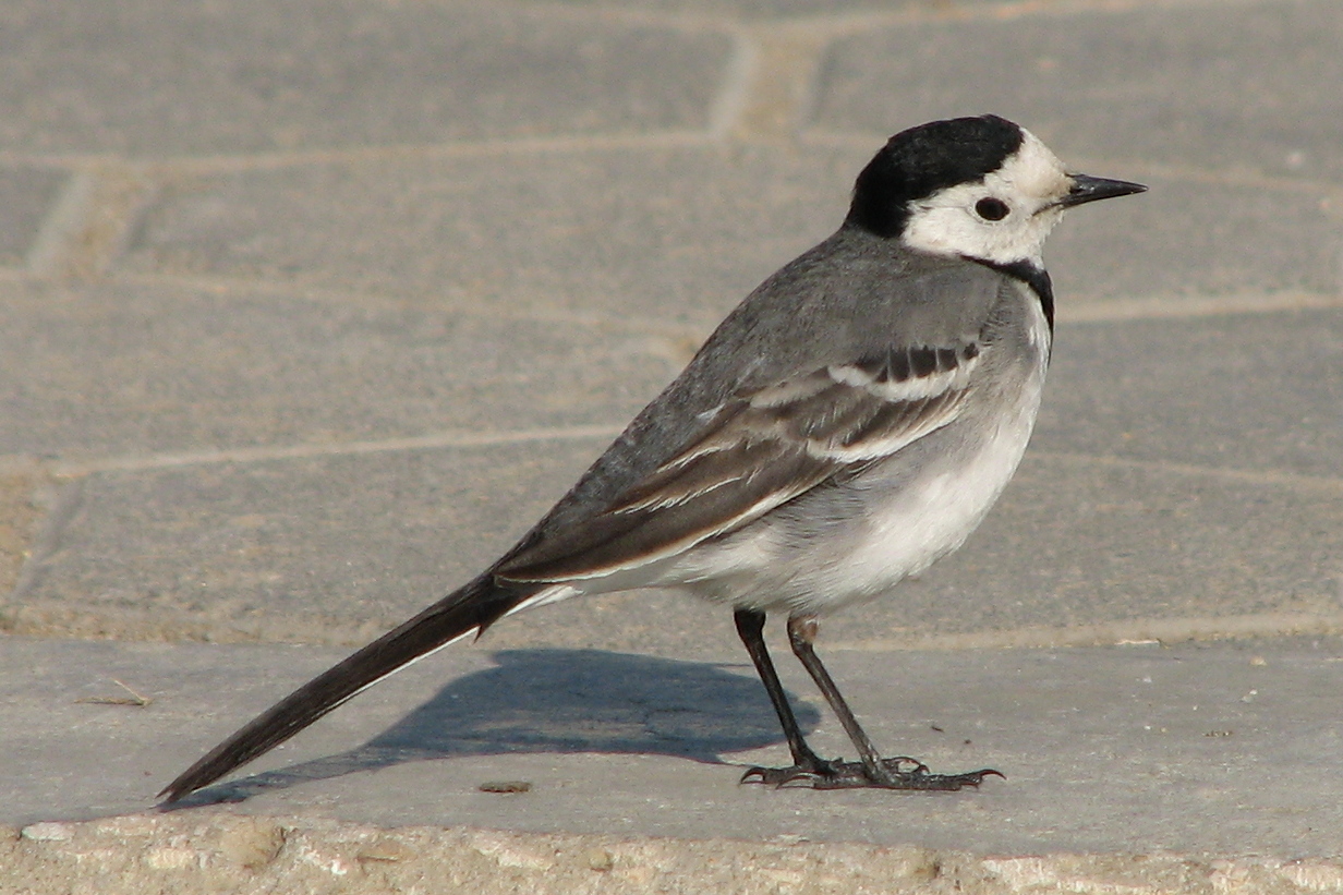 White_Wagtail_Motacilla_alba.jpg