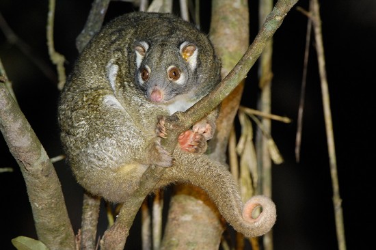 normal_green-ringtail-possum-00003.jpg