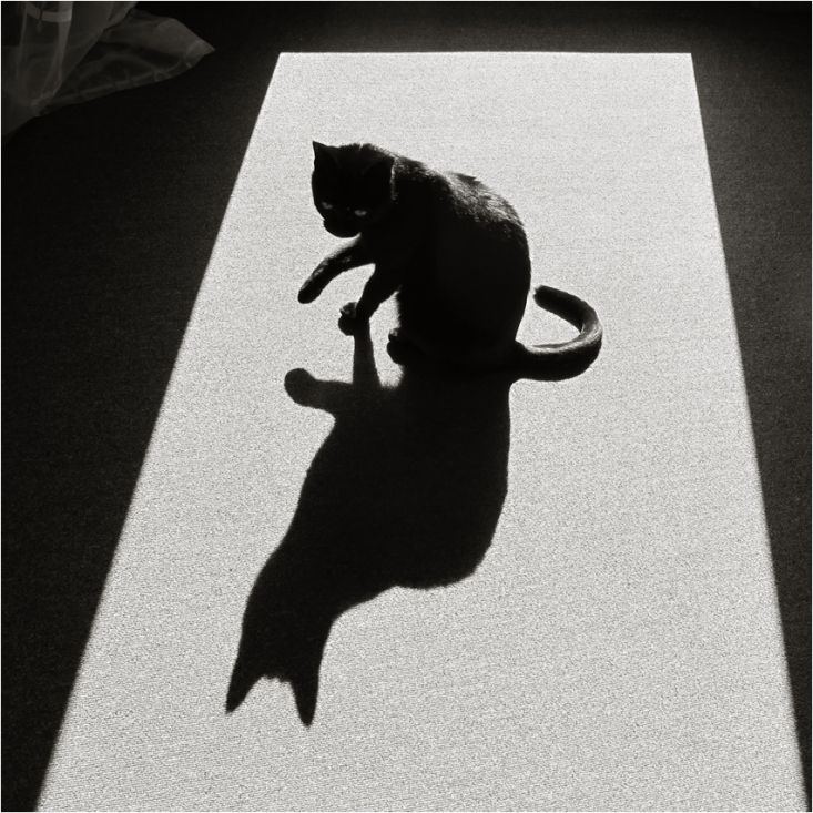 Black Cat Shadow Play | Cat shadow, Shadow photography, Cat photography