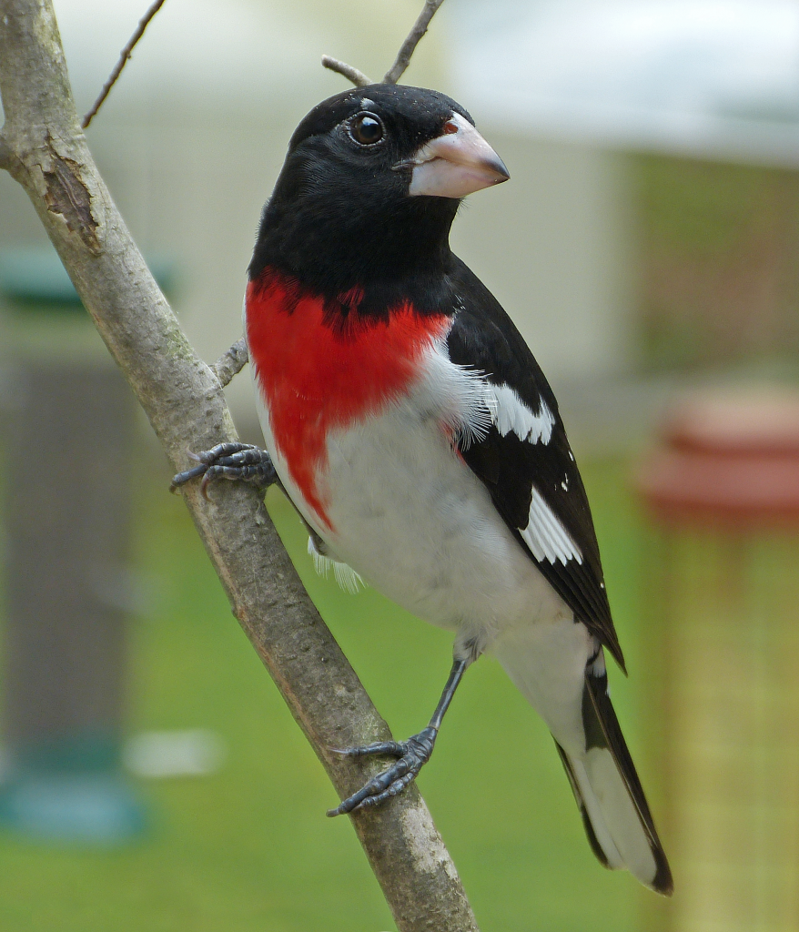 106-Rose-breasted-Grosbeak-male_28Apr2017-878x1024.png