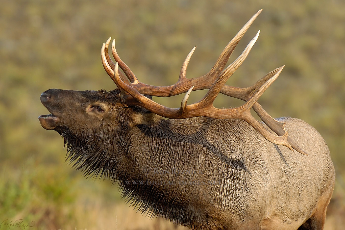 Elk-ClosePortrait.jpg