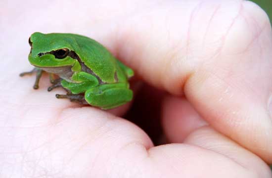 Common-Tree-Frog_Hyla-arborea_Rainette-Arboricole-France.jpg