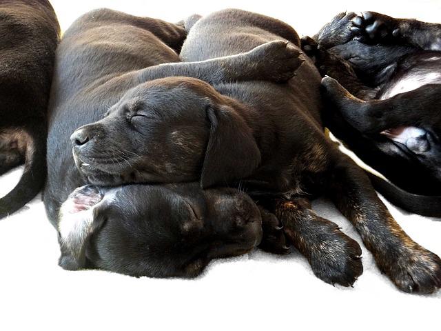 Line Breeding Dogs – How Close is Too Close?