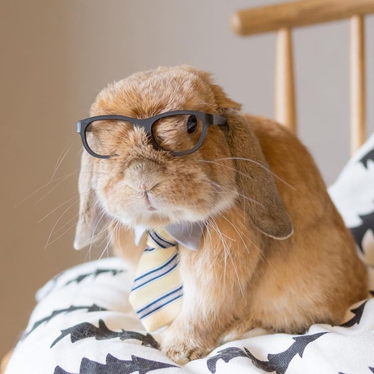 0e0b6b3c80d450b689f84c540eec1b0b--offices-rabbits.jpg