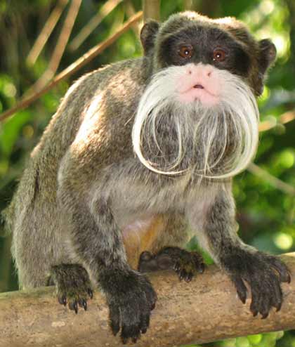 emperor-tamarin.jpg