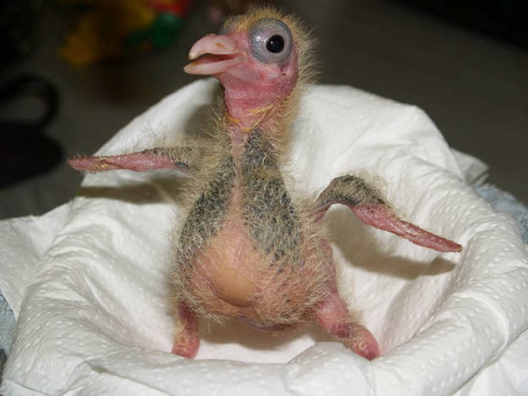 heres_what_baby_pigeons_look_like_640_19.jpg