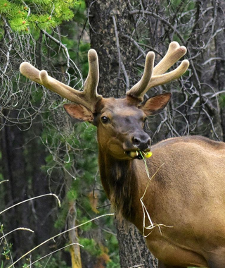 elk-eating-dandelion-marta-kazmierska.jpg