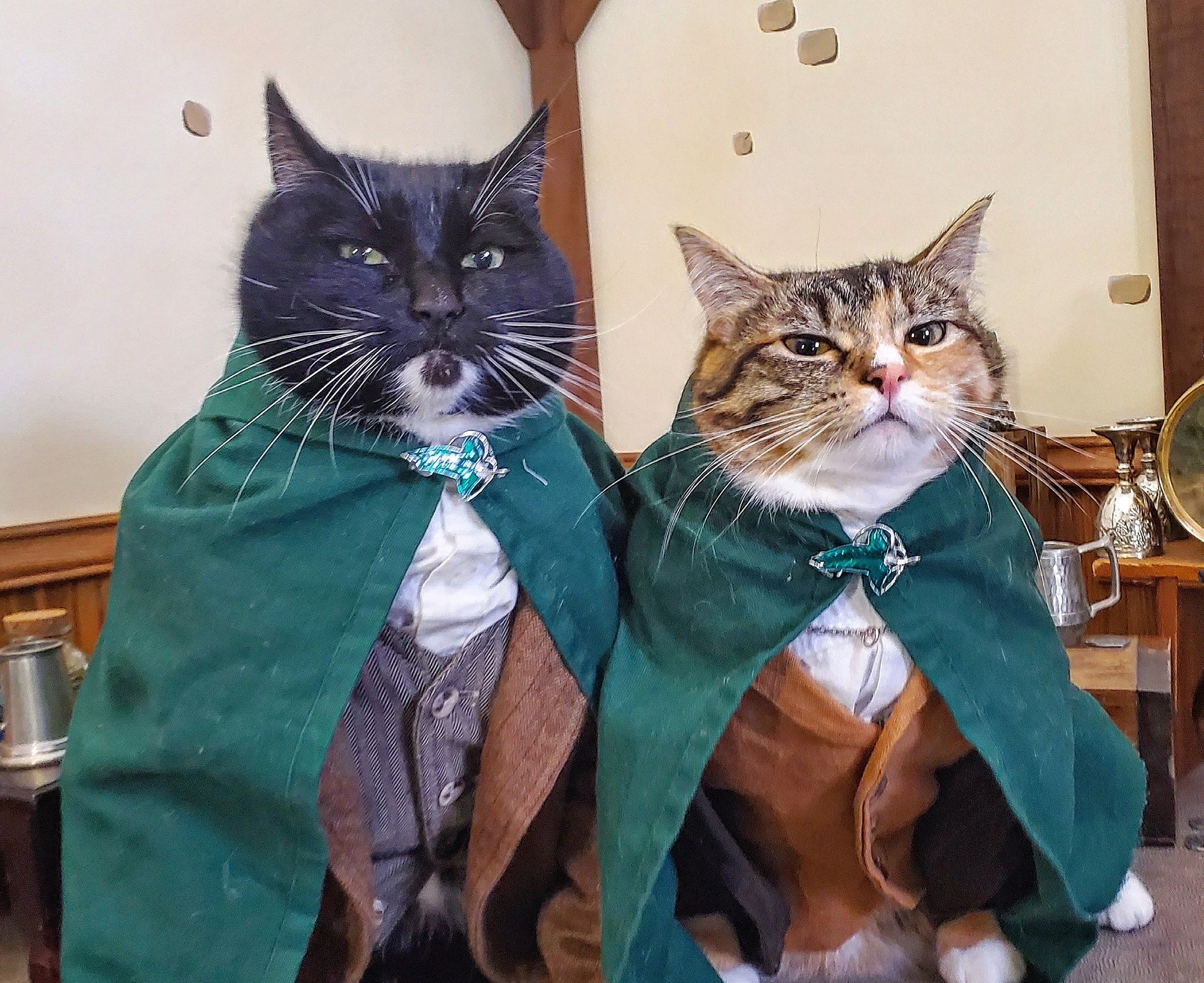 Cat Cosplay on Twitter: LOTR Fans this morning when they investigate Frodo  Trending https://t.co/ccYhNLrvUL / Twitter