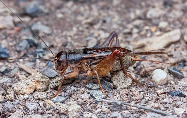 Blog - Why The Crickets In Oklahoma City Are Worse Than You Think