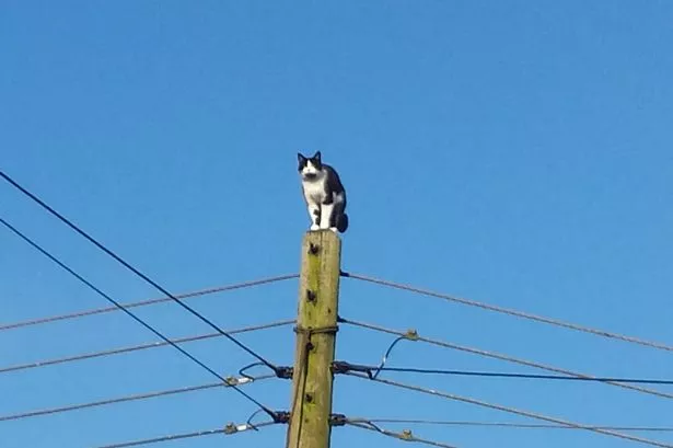 Betty the pole cat rescued after spending a whole DAY stuck on top of a  pylon - Mirror Online