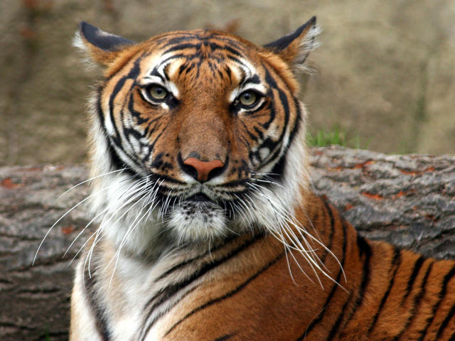 Indochinese_Tiger_8.9.2012_Hero_and_Circle_MID_243238.jpg