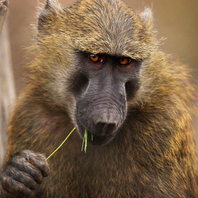 Olive-Baboon-2014-Joe-Territo-e1461547589468.jpg