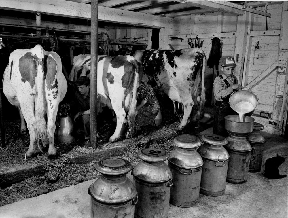 LongAgo-Milking.jpg