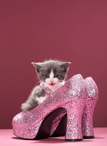 kitten-sitting-in-glitter-shoes.jpg