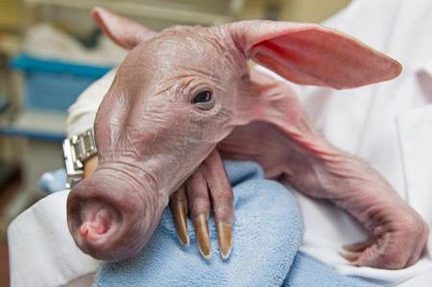 New%20Aardvark%20Baby%20Is%20Second%20Born%20at%20Busch%20Gardens