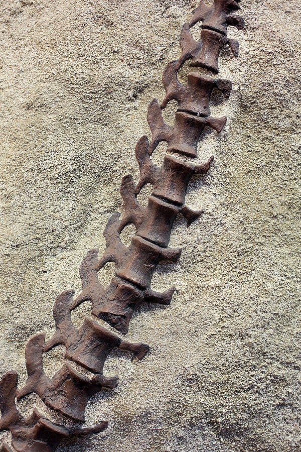 Camarasaurus Dinosaur Vertebrae by Science Photo Library