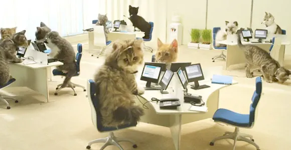 CatsWorking.jpg