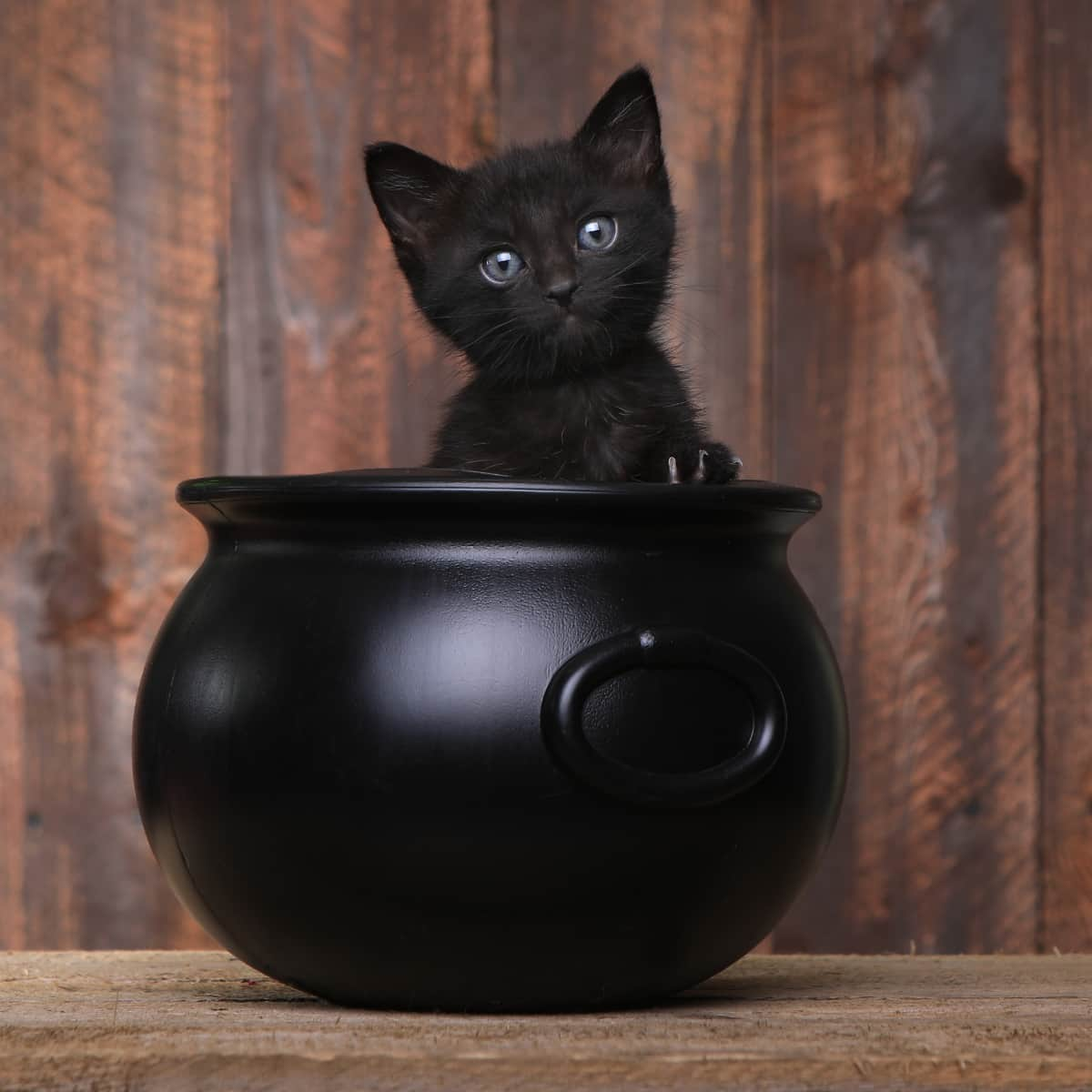 black-cat-halloween-bucket.jpg