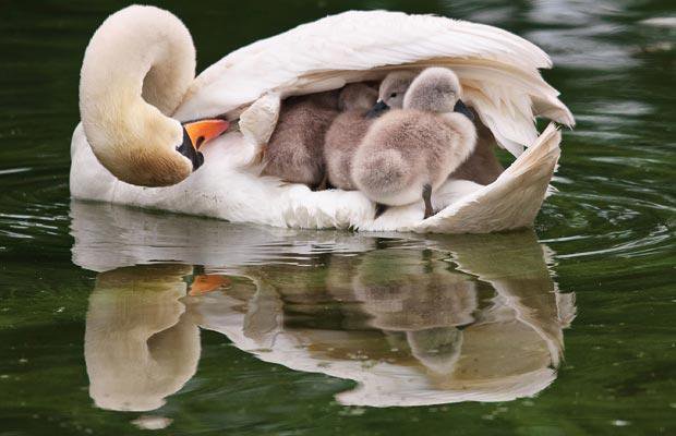 swan-with-ducklings.jpg