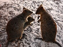 220px-Quokka_family.jpg