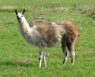 llama-1-large.jpg