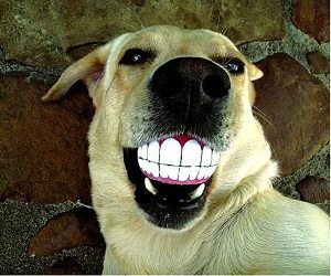 smiling-dog-ball.jpg